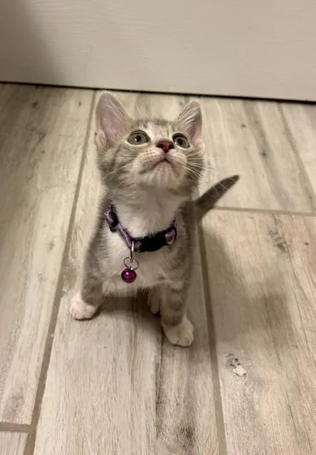 A baby small-sized female Tabby (Gray / Blue / Silver) Tabby cat named Ember for adoption in Maitland, FL