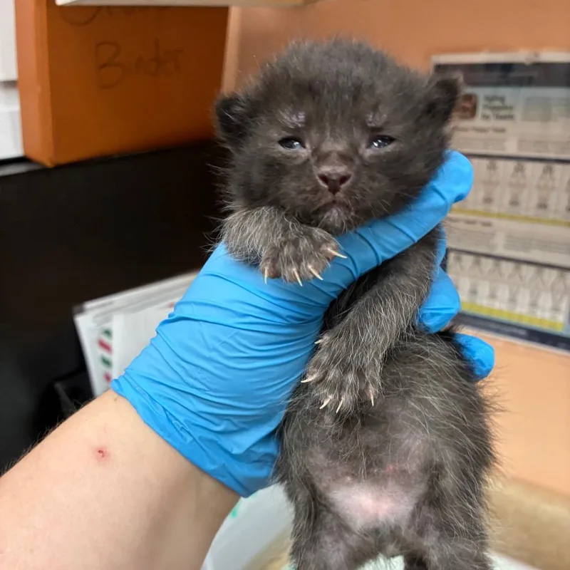 Muenster thumbnail 3