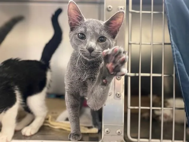 A baby small-sized female Domestic Short Hair cat named Regina for adoption in Fort Wayne, IN