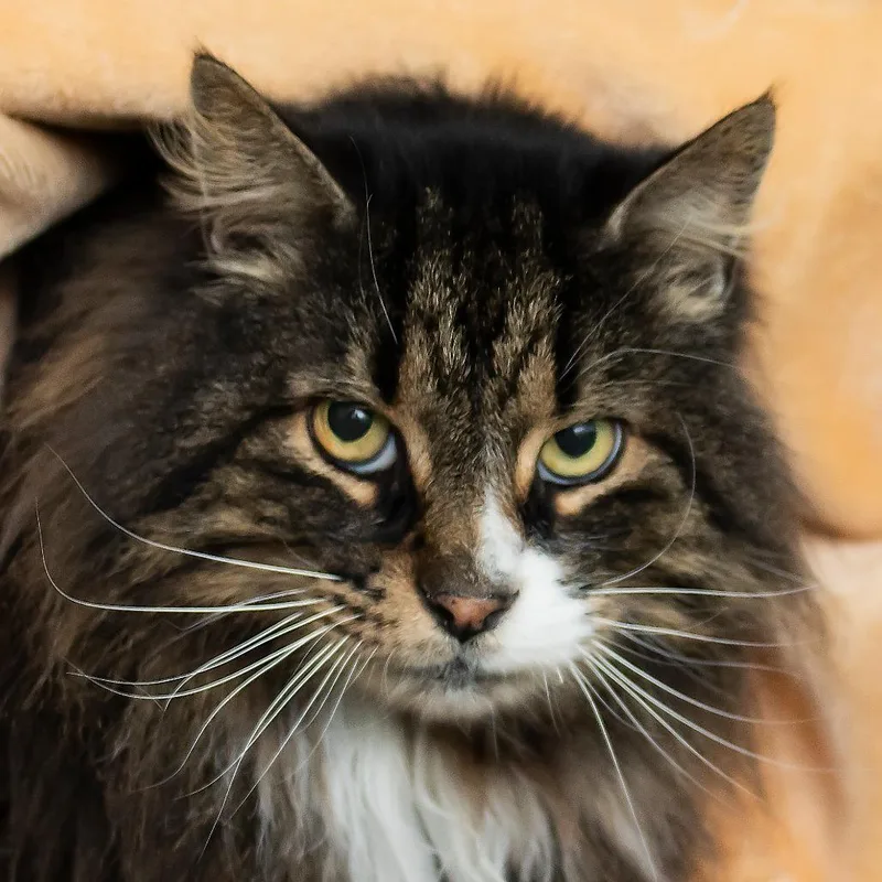 A senior large-sized male Brown / Chocolate Maine Coon cat named Pepe for adoption in Middletown, RI
