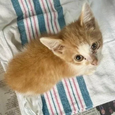 A baby small-sized male Orange / Red Domestic Short Hair cat named Bill for adoption in Mooresville, NC