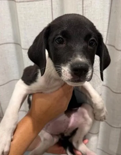 A baby medium-sized female Labrador Retriever dog named Rina for adoption in Madison, NJ