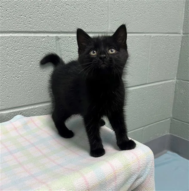 A baby small-sized male Domestic Short Hair cat named Pringles for adoption in Geneva, IL