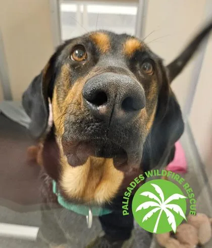An adult large-sized female Plott Hound dog named Beatrice for adoption in Bellevue, WA