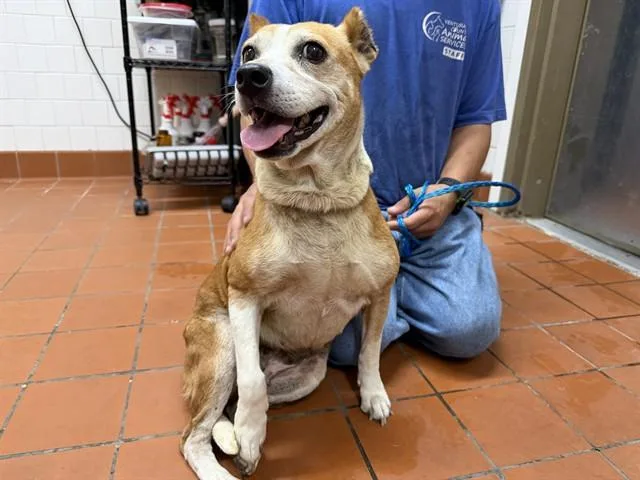 An adult medium-sized female Pit Bull Terrier dog named A for adoption in Camarillo, CA
