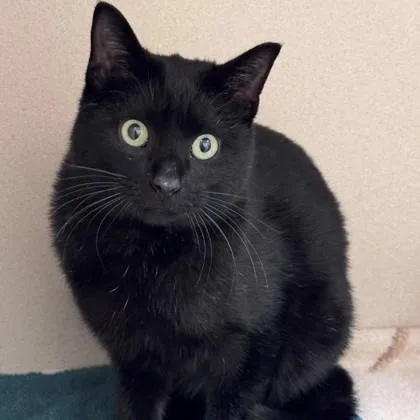 A young medium-sized male Black Domestic Short Hair cat named Twig for adoption in Hackensack, MN
