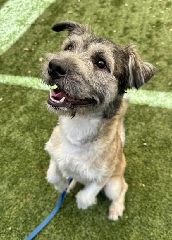 An adult medium-sized male Gray / Blue / Silver Terrier dog named Alvin for adoption in Dublin, CA