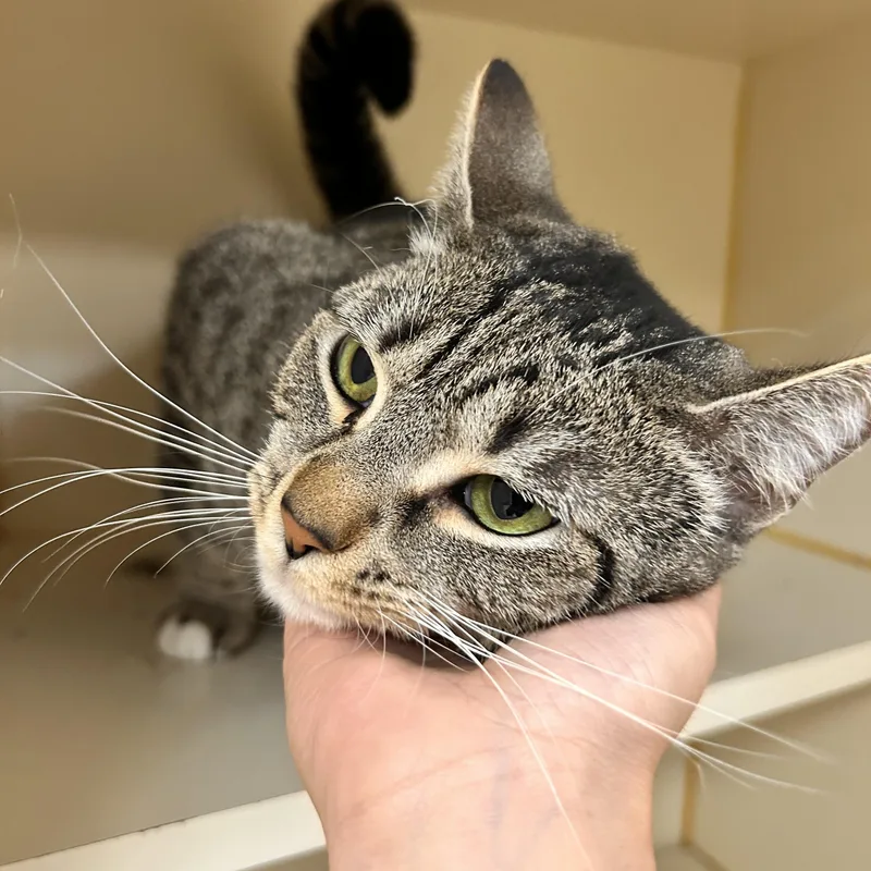 An adult medium-sized female Tabby (Brown / Chocolate) Domestic Short Hair cat named Gingersnap for adoption in Myerstown, PA