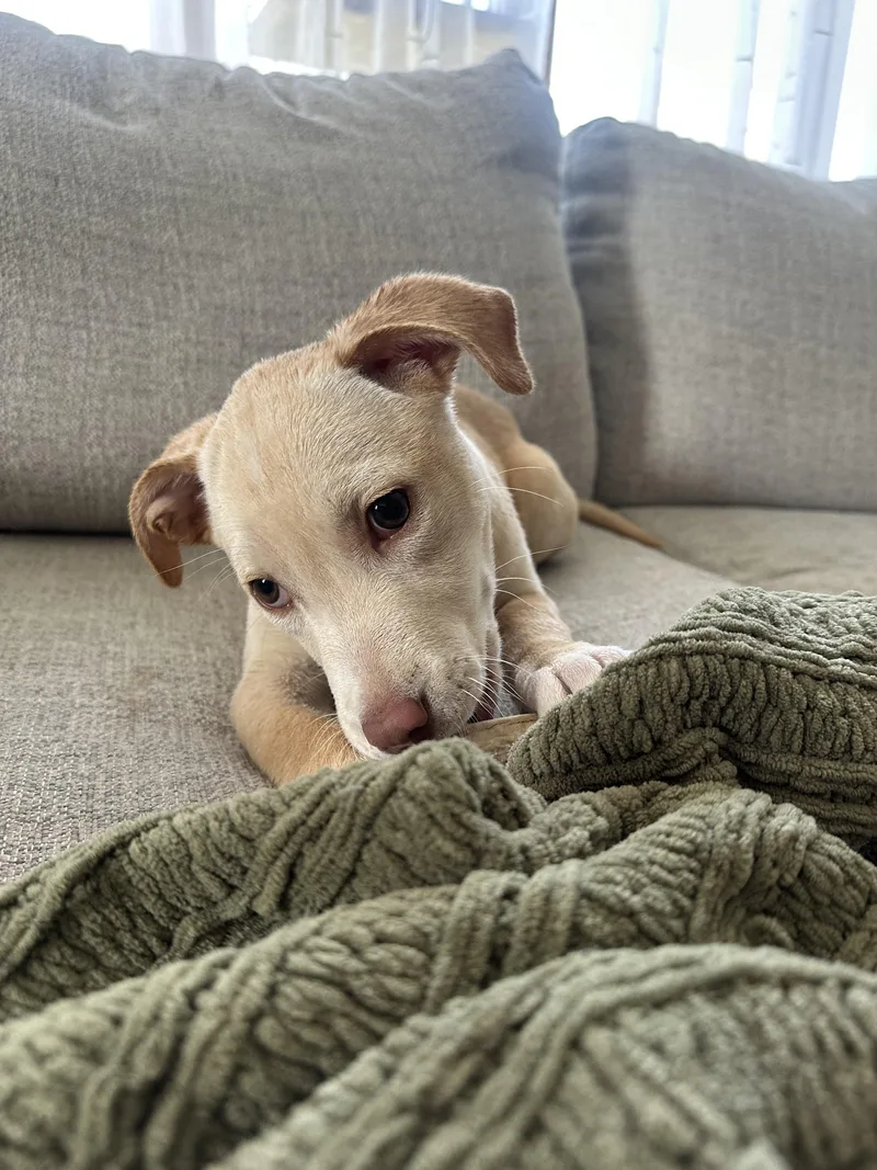 A baby medium-sized female White / Cream Yellow Labrador Retriever dog named Willow Rae for adoption in Wedgefield, SC