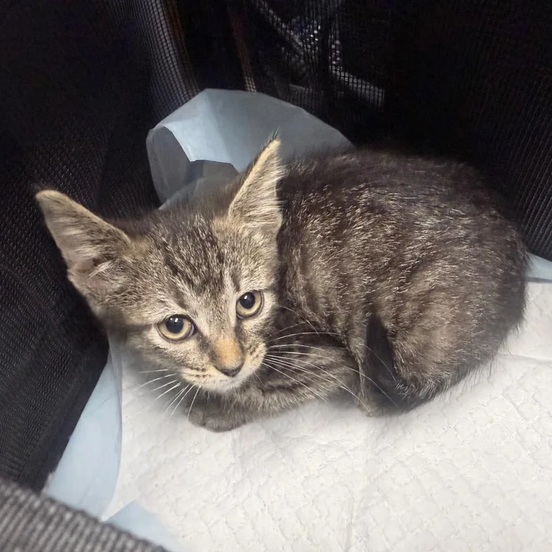 A baby small-sized female Black Domestic Short Hair cat named Teeny for adoption in Jupiter, FL