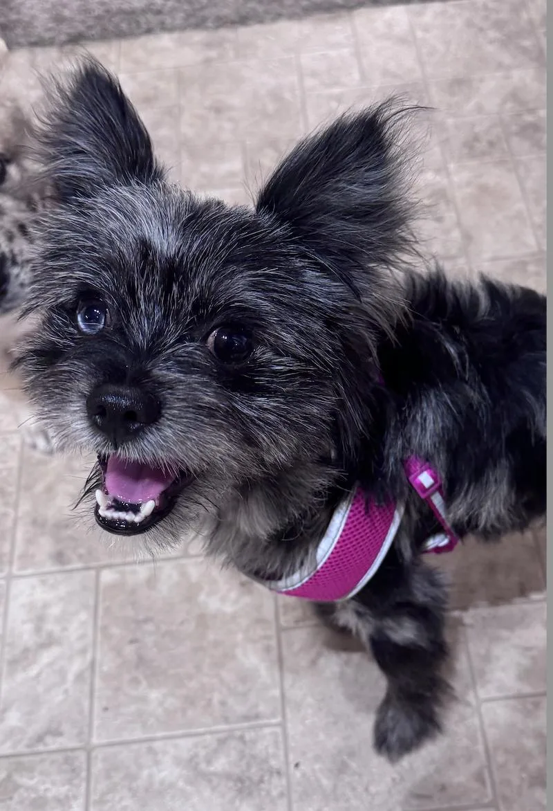 An adult small-sized male Yorkshire Terrier dog named Cassian for adoption in Coralville, IA