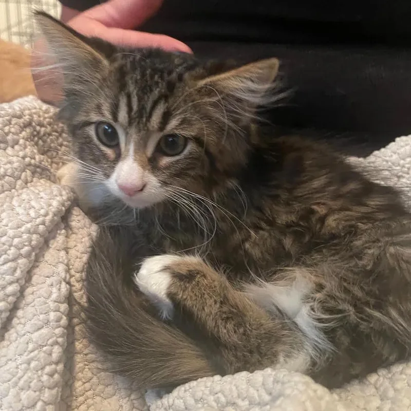 Quinn