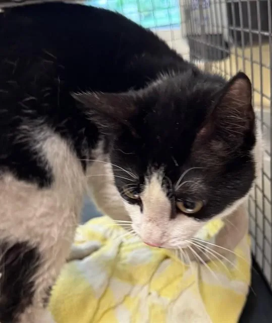 A young small-sized male Domestic Short Hair cat named Ben for adoption in Fort Myers, FL