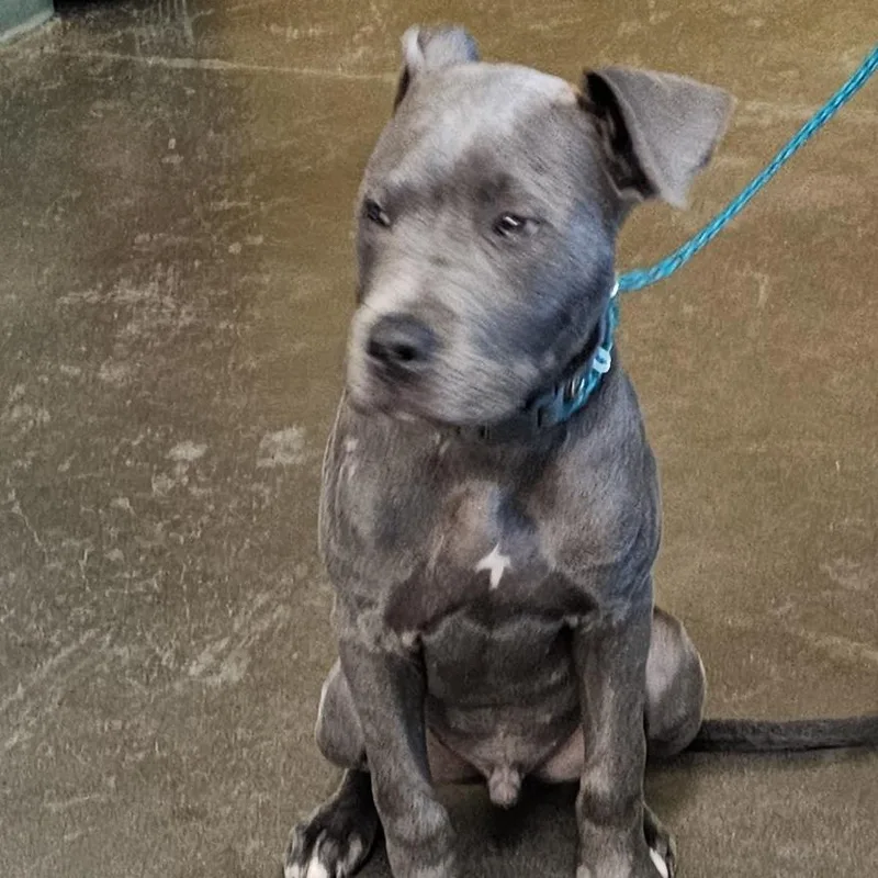 A young large-sized male Gray / Blue / Silver Pit Bull Terrier dog named Greyson for adoption in Norman, OK