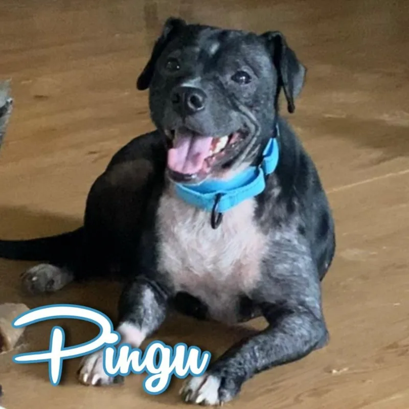 Pingu thumbnail 2