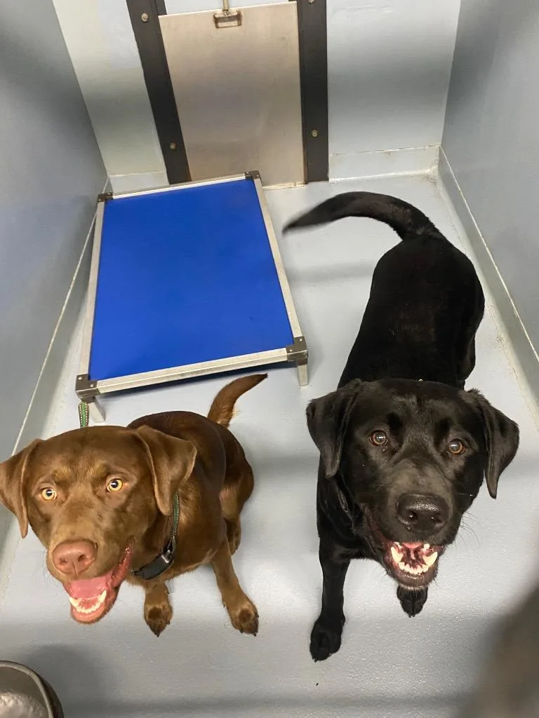 A young large-sized male Mixed Breed dog named Jeff for adoption in Cartersville , GA