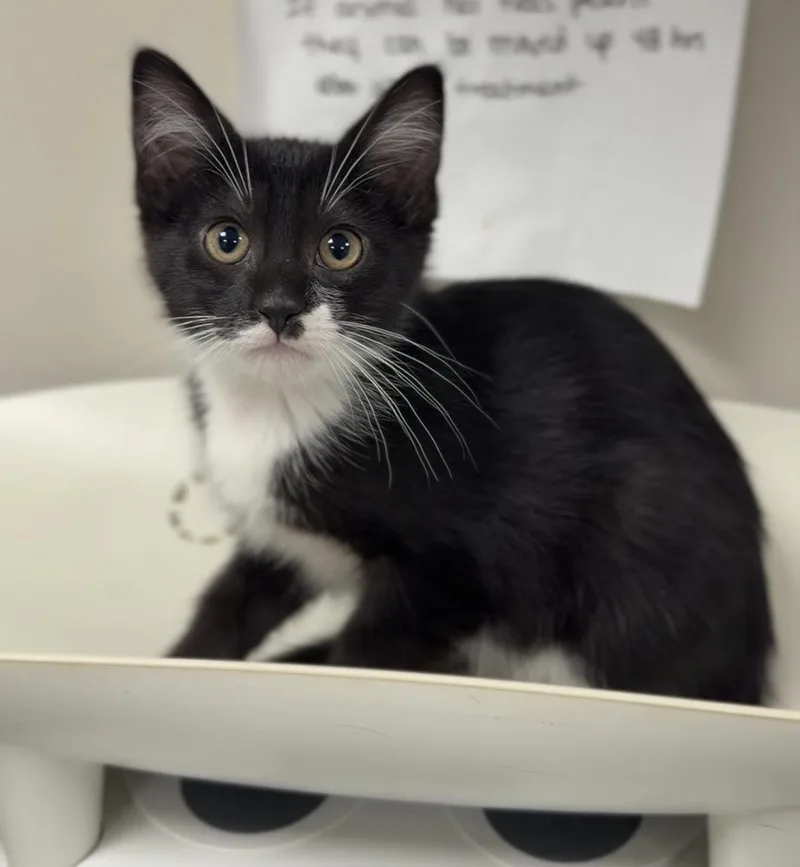 A baby medium-sized female Black & White / Tuxedo Domestic Short Hair cat named Eliza for adoption in Bemidji, MN