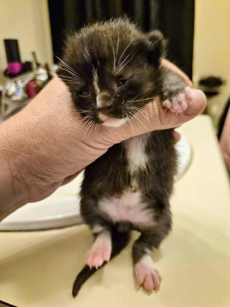 A baby small-sized male Black Domestic Short Hair cat named Stitch for adoption in Waverly, IA