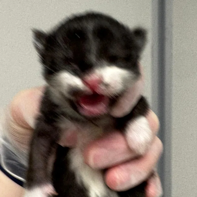 A baby small-sized female Black Domestic Short Hair cat named Jujube Jones for adoption in Concord, NC
