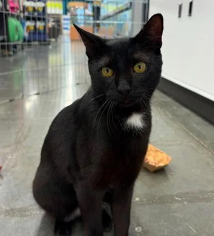 A young medium-sized male Black Domestic Short Hair cat named Danny for adoption in Kansas City, MO