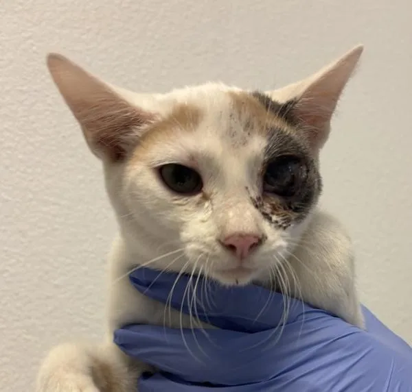 A baby small-sized female Domestic Short Hair cat named Violet for adoption in San Diego, CA