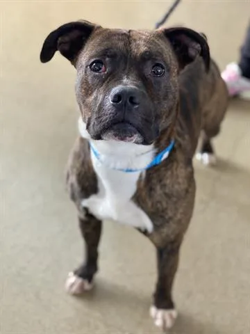 A young medium-sized male Boxer dog named Nugget for adoption in Dayton, OH