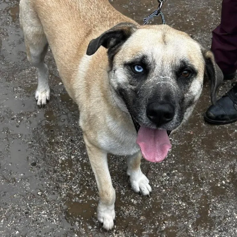 An adult large-sized male White / Cream Husky dog named Fire Newt for adoption in Austin, TX