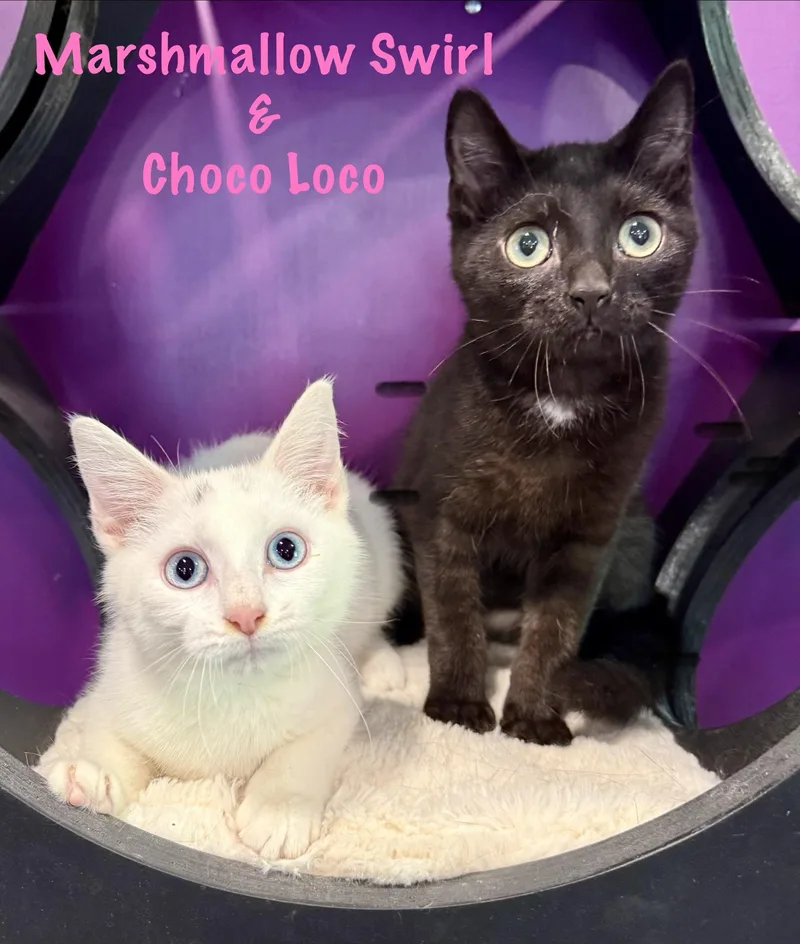 A baby medium-sized male Black Domestic Short Hair cat named Choco Loco for adoption in Frewsburg, NY