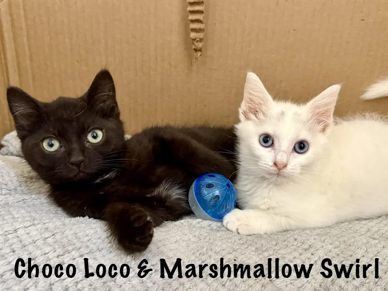 Choco Loco thumbnail 3