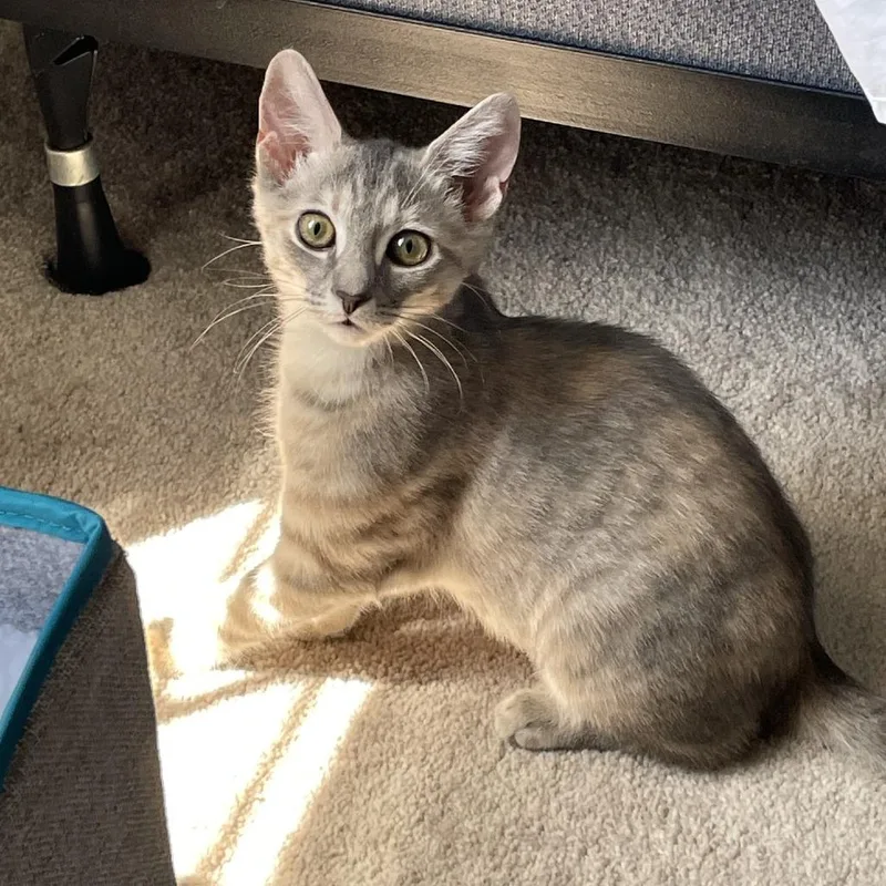 A baby small-sized female Torbie Domestic Short Hair cat named Belle for adoption in Durham, NC