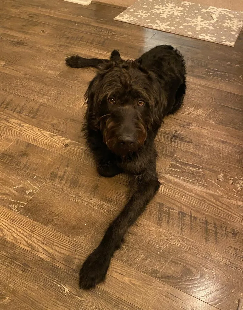 An adult medium-sized male Labrador Retriever dog named Woodford for adoption in Bloomington, IN