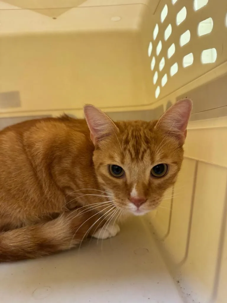 A young medium-sized male Domestic Short Hair cat named Limpkin for adoption in Crossville, TN