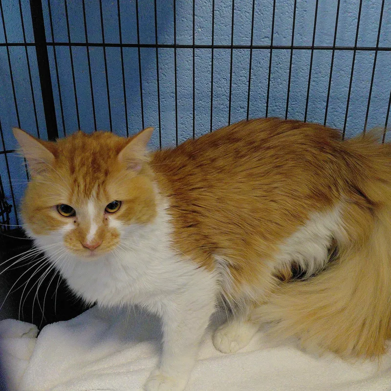 An adult large-sized male Orange & White Domestic Long Hair cat named Apricot for adoption in Stanley, VA