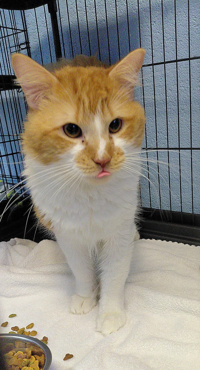 Apricot thumbnail 2