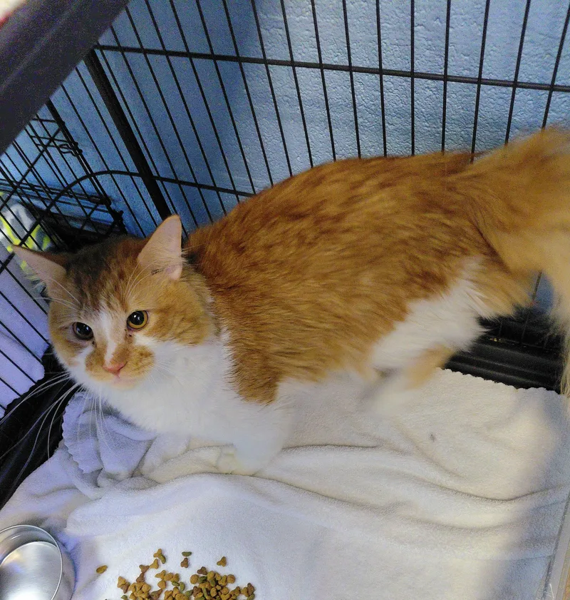 Apricot thumbnail 3