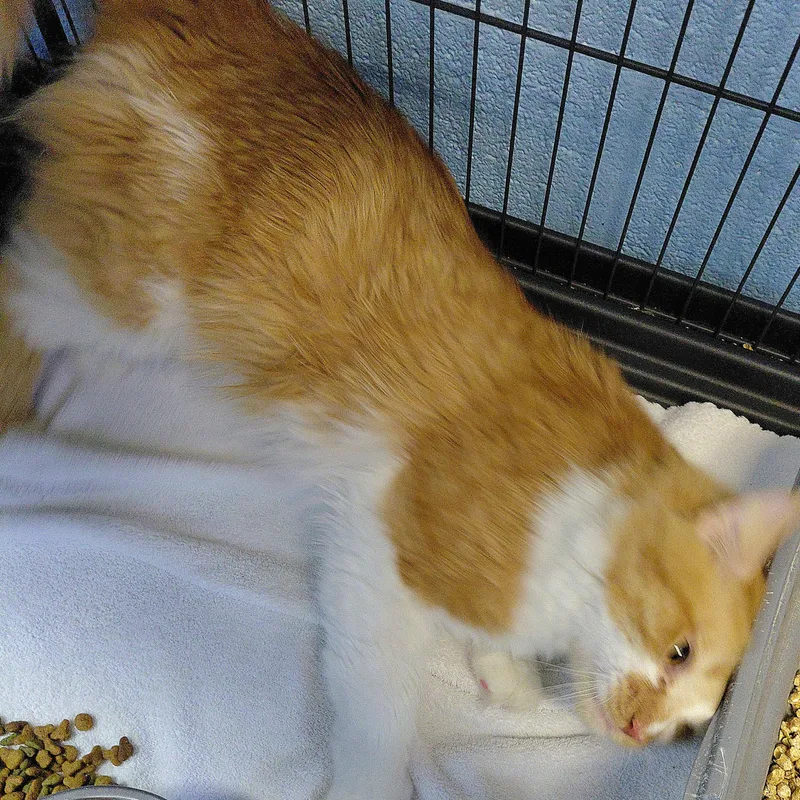 Apricot thumbnail 5