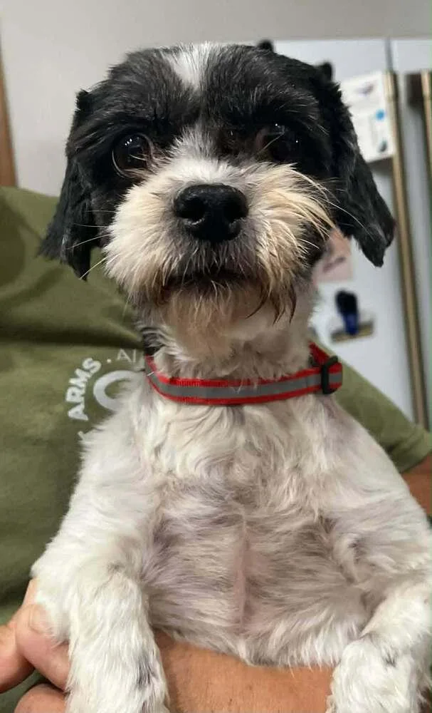 A senior small-sized female Tricolor (Brown, Black, & White) Shih Tzu dog named Beatrice Ruth for adoption in Waunakee, WI