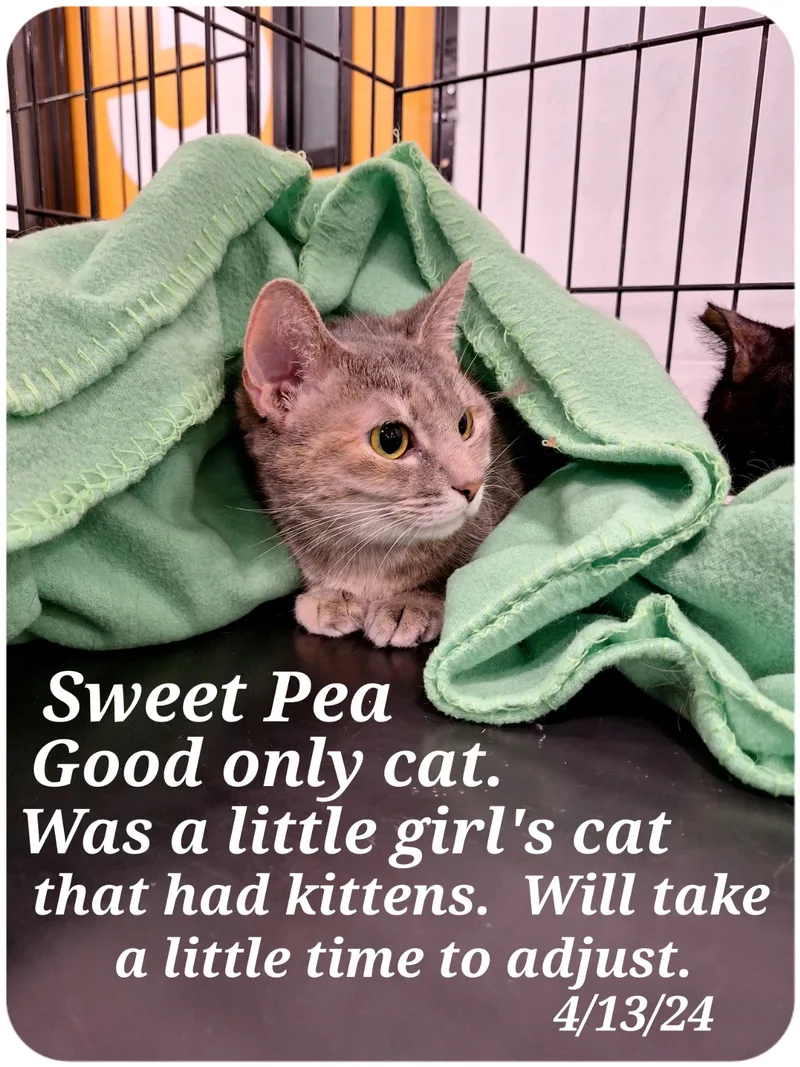 Sweet Pea thumbnail 2