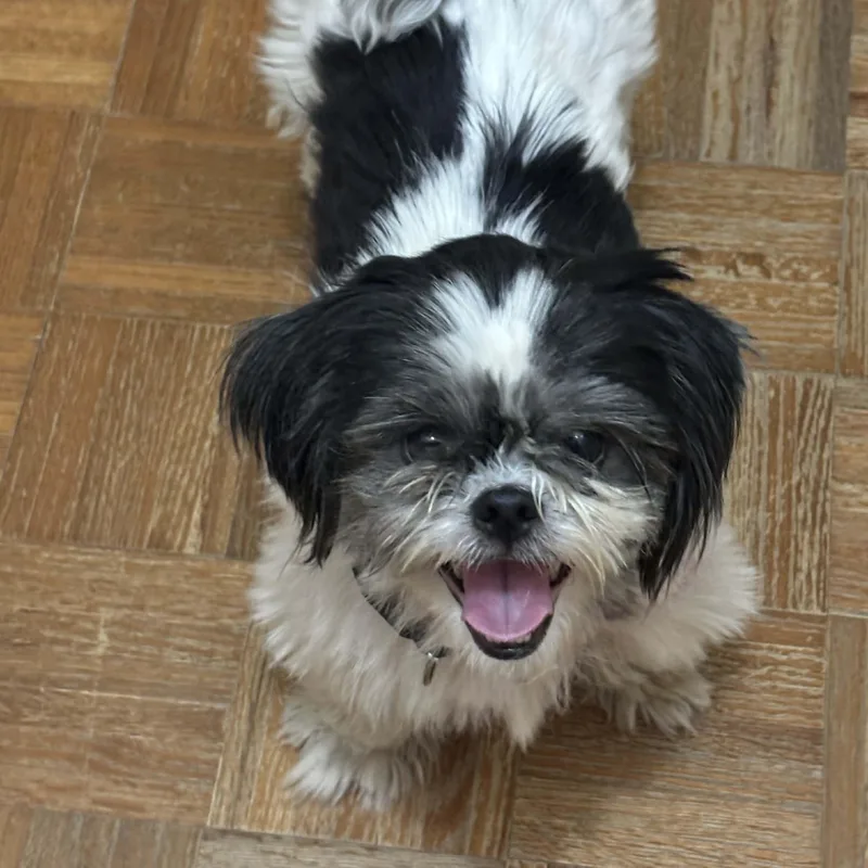 An adult small-sized male White / Cream Shih Tzu dog named Kovi for adoption in Corpus Christi, TX
