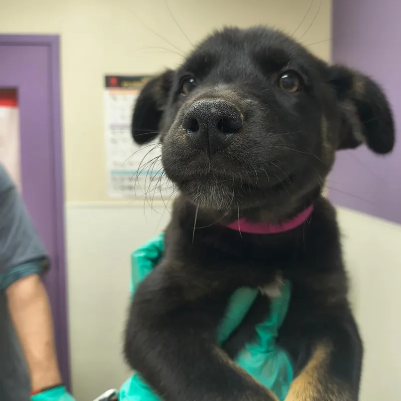 A baby small-sized female Black Shepherd dog named Vampira for adoption in Albuquerque, NM