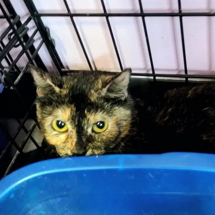 An adult medium-sized female Tortoiseshell Domestic Short Hair cat named Seek for adoption in Springfield, IL