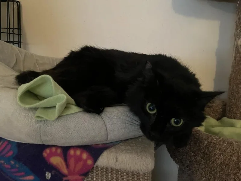 A young small-sized female Black Maine Coon cat named Crayli for adoption in Calimesa, CA