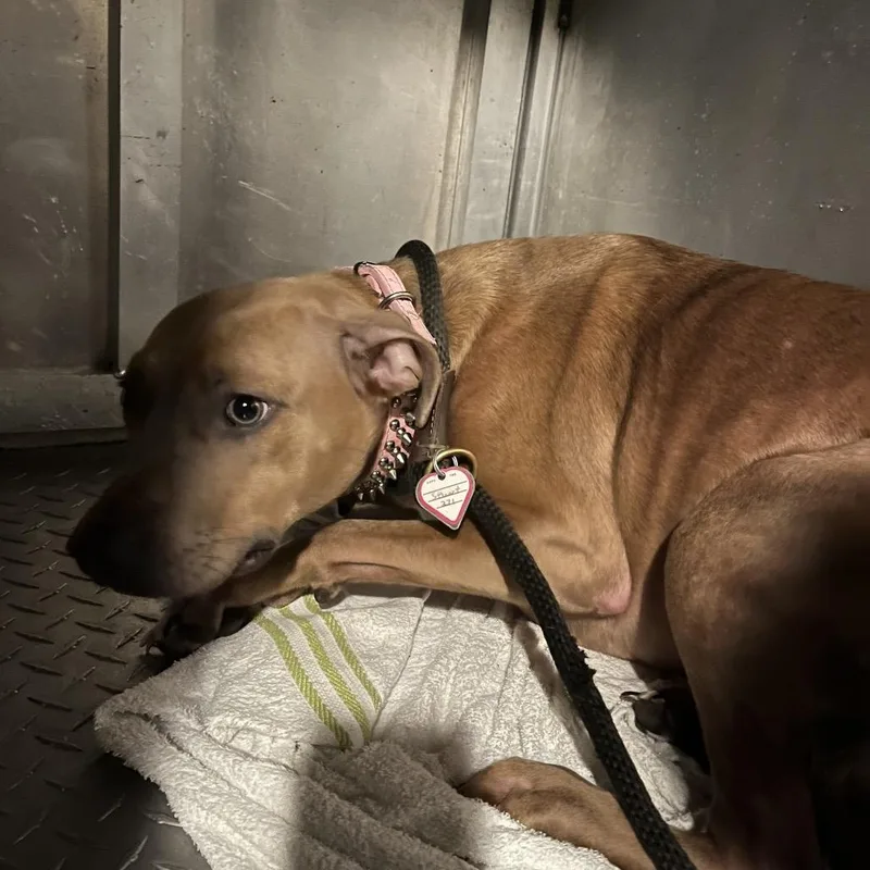 An adult medium-sized female Brown / Chocolate Mixed Breed dog named Dakota for adoption in Chattanooga, TN