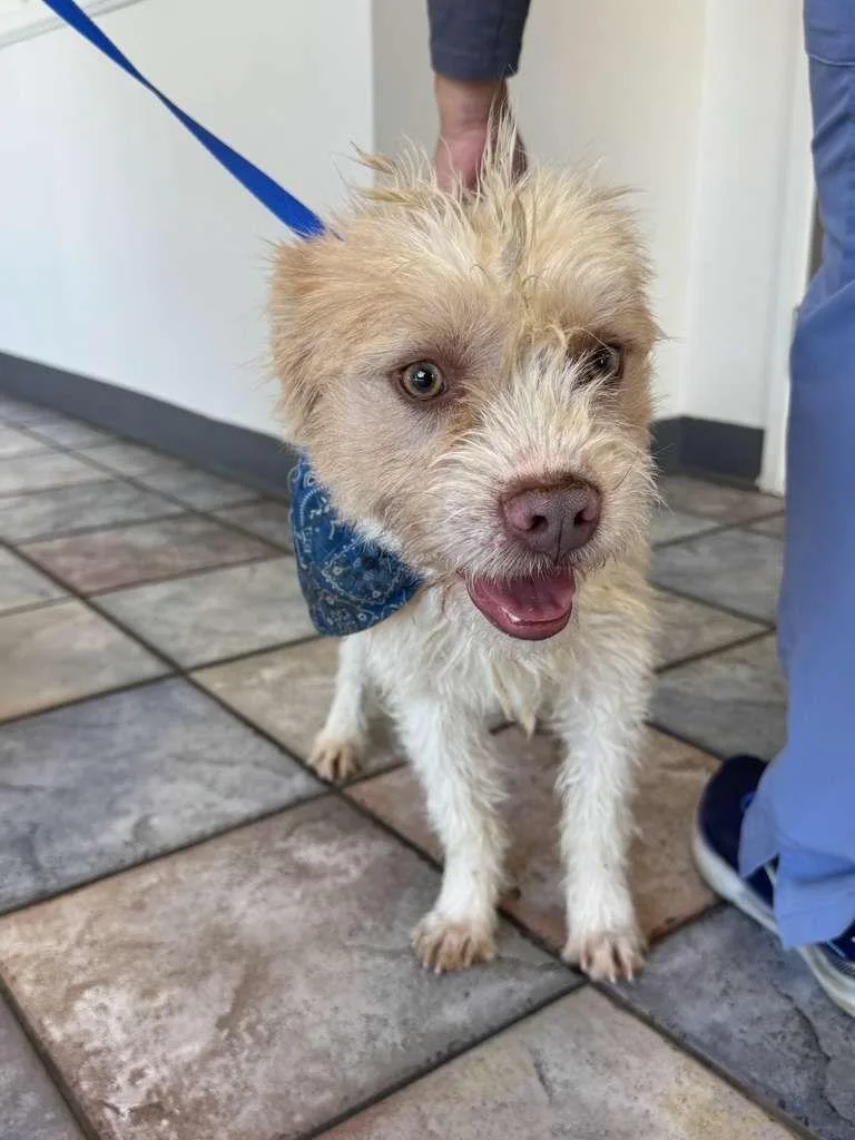 A baby small-sized male Yellow / Tan / Blond / Fawn Border Terrier dog named Ollie for adoption in Los Angeles, CA
