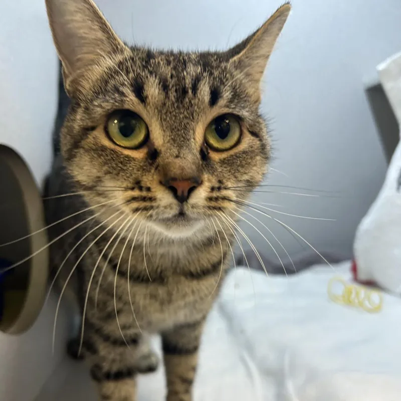 An adult large-sized female Brown / Chocolate Domestic Short Hair cat named Jujube for adoption in Pittsburgh, PA