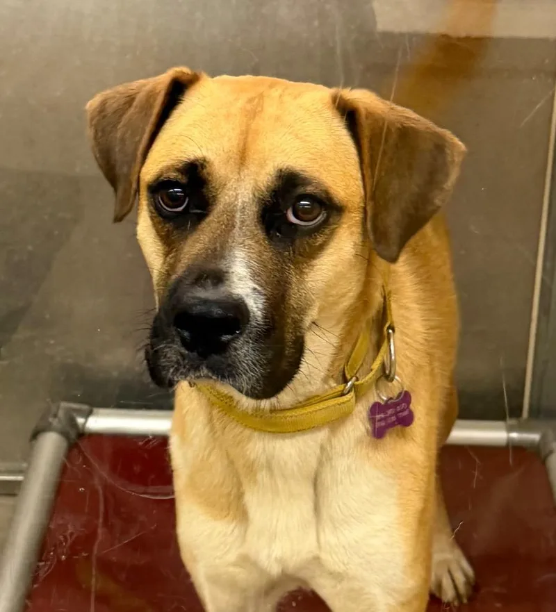 Chiquita