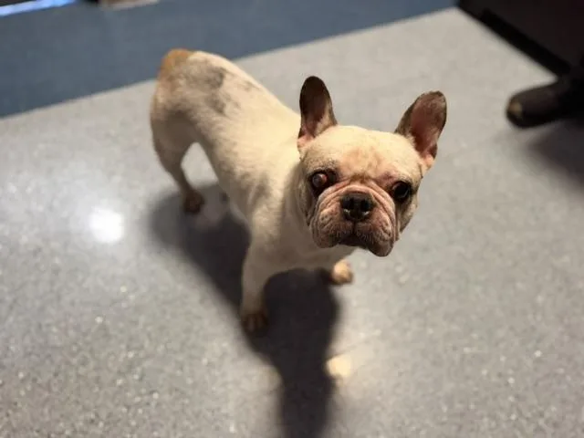 An adult small-sized female French Bulldog dog named Buttercup for adoption in Miami, FL