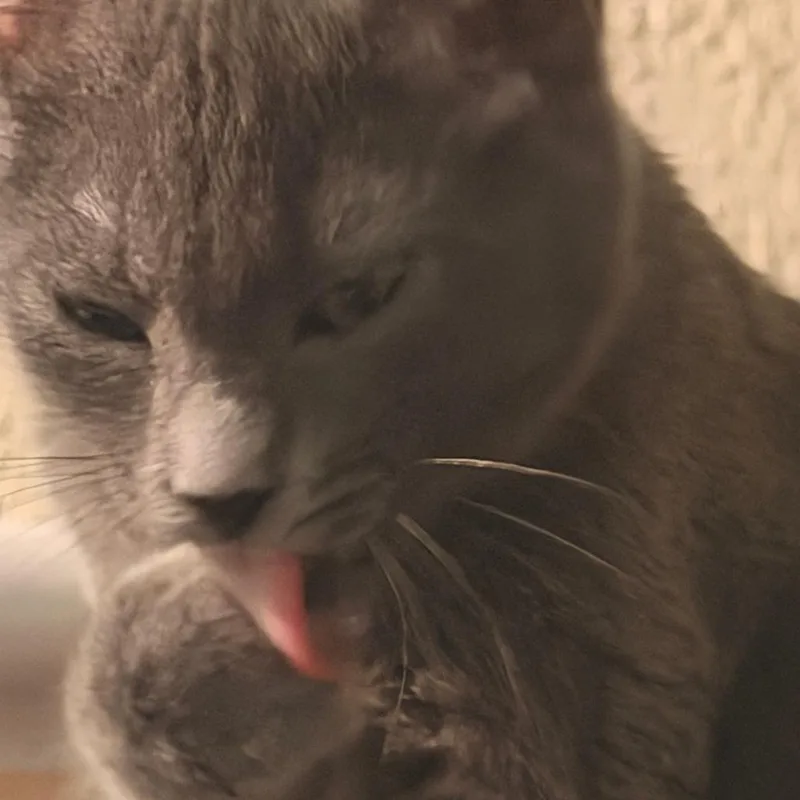 A baby small-sized female Gray / Blue / Silver Domestic Short Hair cat named Shadow for adoption in Los Angeles, CA