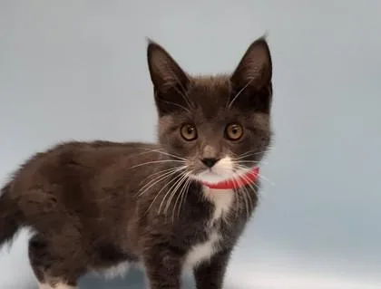 A baby small-sized female Domestic Short Hair cat named Shadow for adoption in Golden Valley, MN