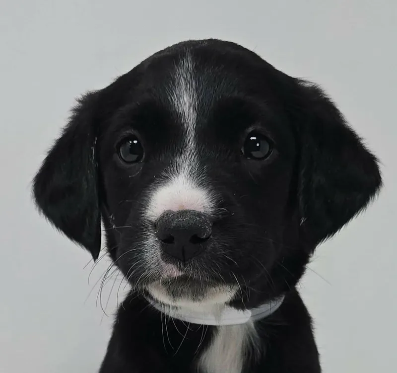 A baby medium-sized male Black Flat-Coated Retriever dog named Ballistic for adoption in Newport, TN